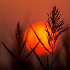 Izložba “Natura Pannonica III”
